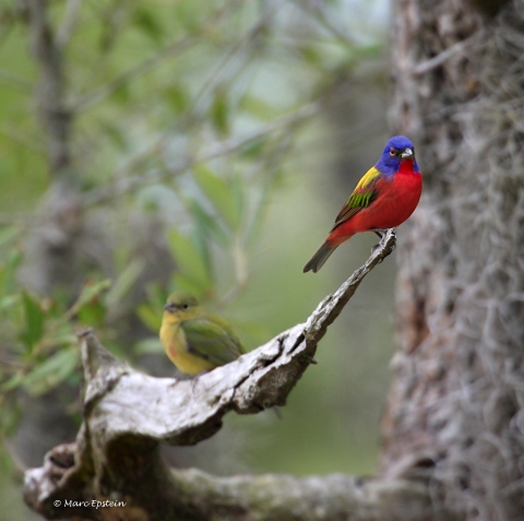 Male and female Painted buntings perch on tree snag at Santee NWR