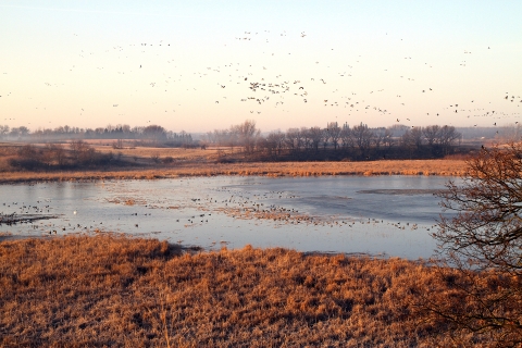 A mixed flock of over 500 ducks and geese fill the air above an open marsh. The cattails around the edge of the marsh are still brown. About three hundred more ducks and geese rest on the ice and open water of the marsh.