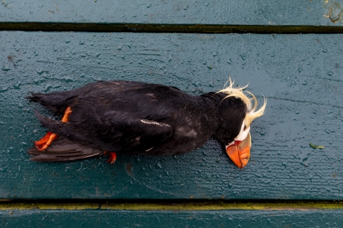 A dead black bird with white head, yellow plumes, and feet that are orange and black lies on a blue background.