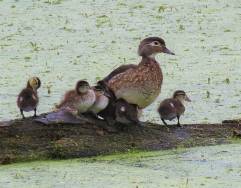 Wood duck female with ducklings on log