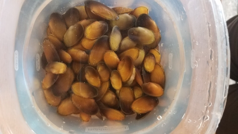 Subadult Louisiana Pearlshell Mussels