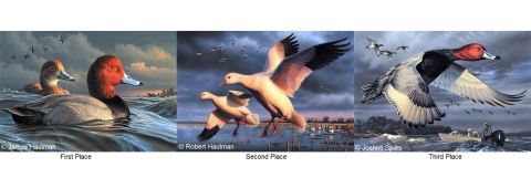 Top three winners for Federal Duck Stamp Contest 2021