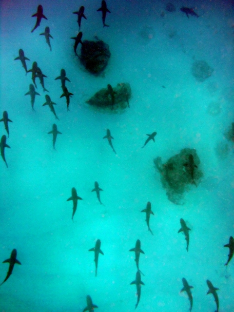 Galapagos sharks at Maro Reef