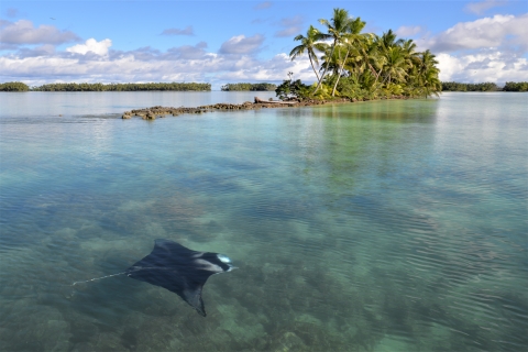 A manta ray can be seen swimming below the ocean. An island sits in the back.