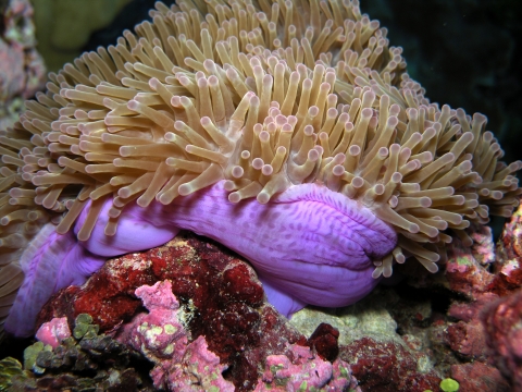 An anemone sits on red coral. It has a vibrant purple body, with brown tentacles. 