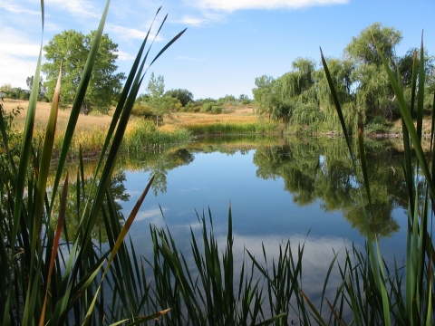 Pond with cattails and trees at Two Ponds National Wildlife Refuge
