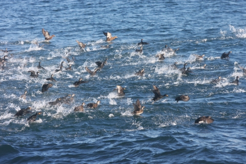 Black scoters in the water
