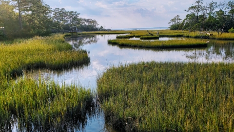 Yellow-green grass emerge from the water in patches while channels of standing water mirror the greyish blue sky and tall vegetation peaking on the horizon.
