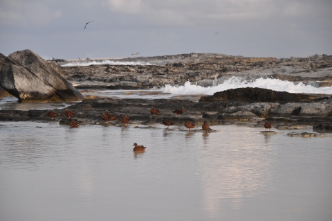 Laysan ducks on shallow water tidepool at Laysan Island
