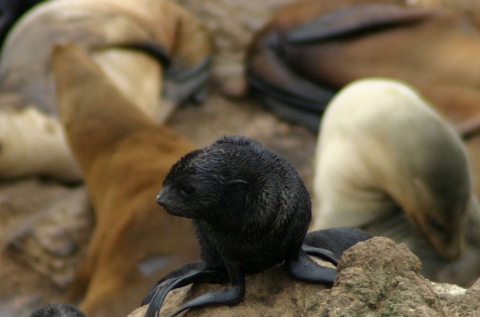 A small black seal pup rest on a rock surrounded by lighter-colored adult seals