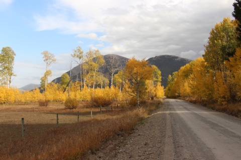 Bright yellow aspens along a road with mountains in the background.