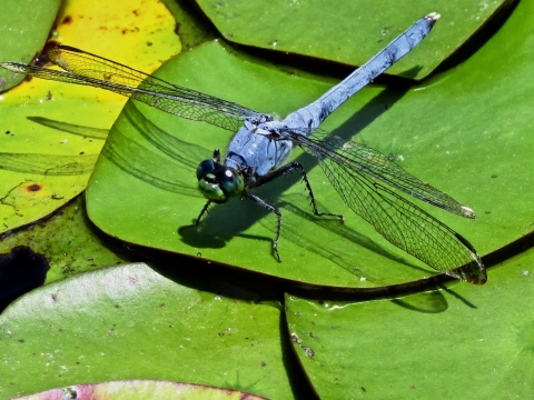 Blue dragonfly on leaf of water plant