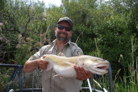 Travis Francis with Grand Junction FWCO holding an adult Colorado Pikeminnow captured on the Colorado River near Fruita Colorado while conducting native fish surveys