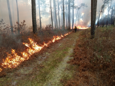 A wildland firefighter lights a backing fire using a drip torch along the edge of a fire break in longleaf pine habitat on a prescribed burn at Zuni Pine Barrens in Isle of Wight County, Virginia. The fire backs slowly into the pine habitat as the firefighter walks into the distance while igniting the line along the forest road used as a fire break with smoke in the distance.