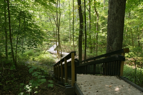 Stairs leading down from forest trail to boardwalk on Chestnut Ridge Trail