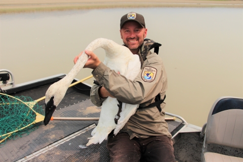 A man holds a leg banded trumpeter swan