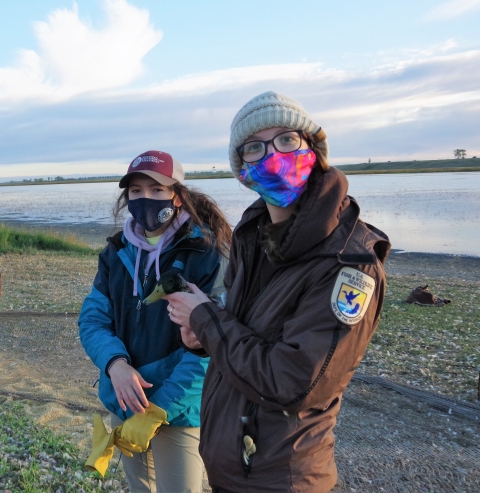​ Edit media The referenced media source is missing and needs to be re-embedded. Johannah McCollum, Wildlife Refuge Specialist and Kelly Kaye, Biological Science Technician collecting wild ducks from the rocket net trap for banding.  ​
