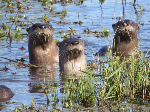 Three otters sticking their heads out of a marsh looking at the photographer