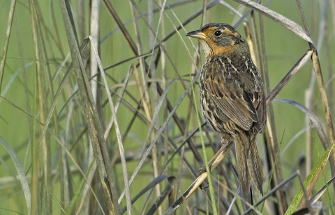 A sparrow--primarily gray and black with russet around the eyes--perches in tall marsh grass. 