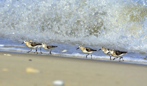 Six small black-white-and-tan birds walk on a beach as large waves crash to the shore