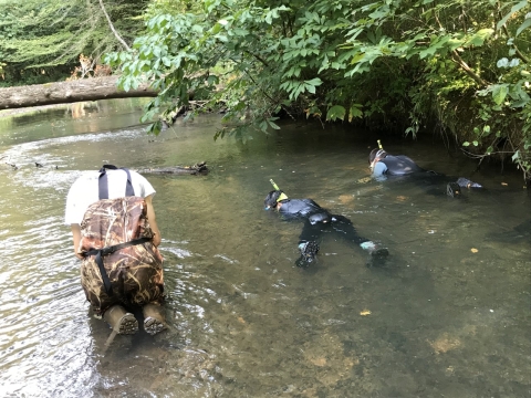Two people snorkeling in a shallow river with a third person kneeling in the river in waders.