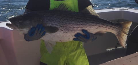A large tagged striped bass