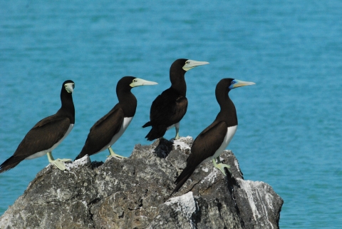Four brown boobies stand on top a rock on Wake Atoll. The ocean is behind them.