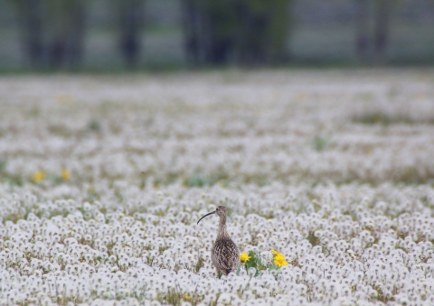 A long-billed curlew in a field of dandelions.