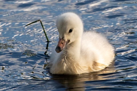 A young white downy swan swims in water.