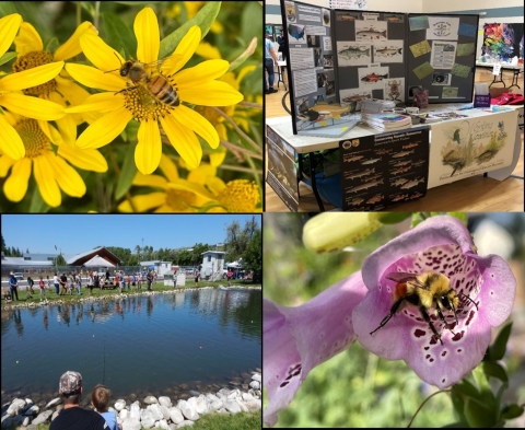 Photos of the Outreach table, Kids fishing at fishing derby, Showy goldeneye (Heliomeris multiflora) with honeybee, Foxglove flower with bumblebee
