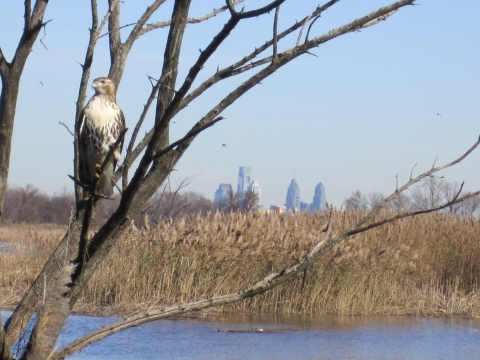 Hawk perched in bare tree in wetland area with city skyline in distant background.