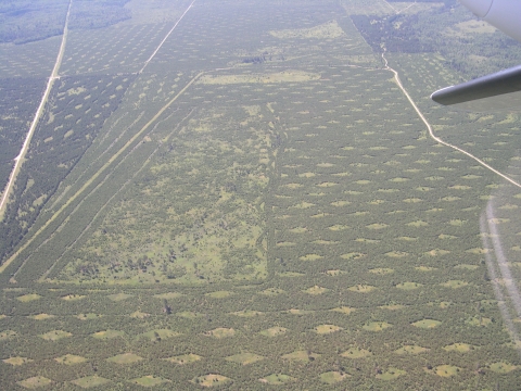 Aerial of patch cutting practices for the Kirtland's Warbler.