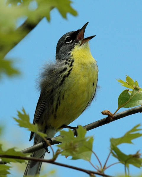 A male Kirtland's warbler singing from a tree