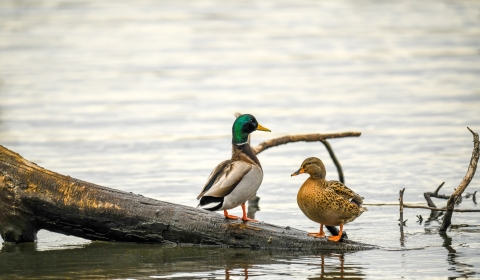 mallard pair sitting on a log in a wetland