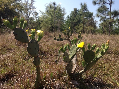 Prickly pear with its yellow blooms.
