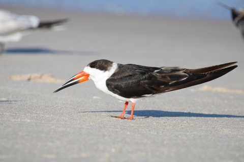 A black skimmer standing on the beach.