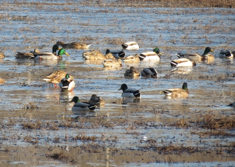 Mallard ducks feeding in shallow water