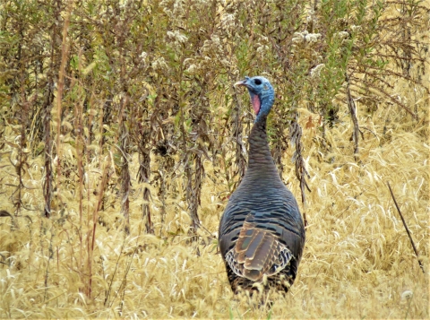 Turkey standing in old field