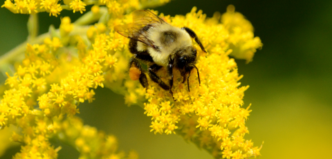 Bee on blooming goldenrod