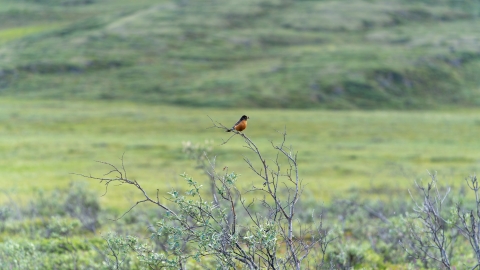 American robin perched on a shrub on green tundra