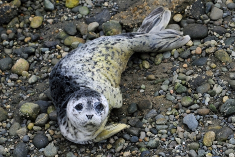 Seal pup resting on a rocky beach