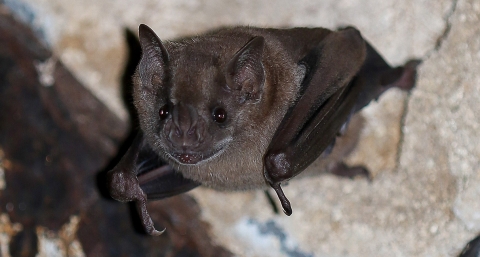 Bat clinging to cave wall