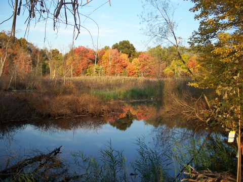 A view of Beaver Ponds Park, New Haven, in autumn