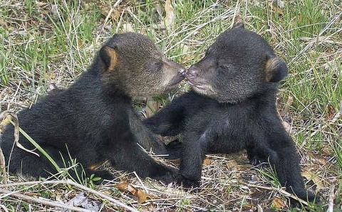 Two black bear cubs nuzzling nose to nose