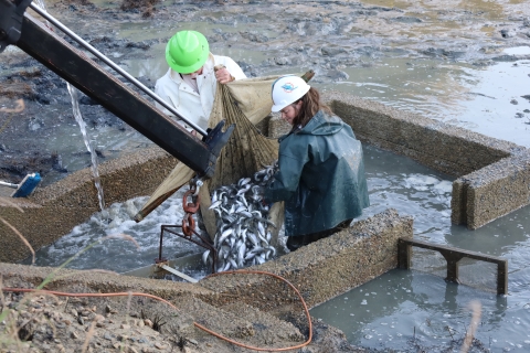 Two USFWS biologists pouring striped bass from a seine into a bucket.