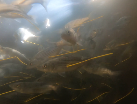 underwater photo of Striped Bass with yellow tags 