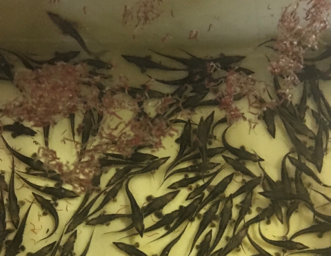Young lake sturgeon with small red wormlike feed