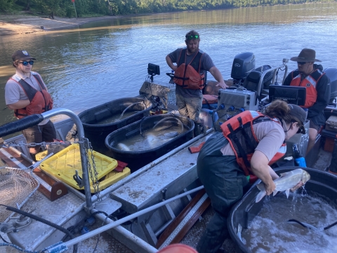 USFWS staff on two boats with large totes full of sliver carp for telemetry tagging
