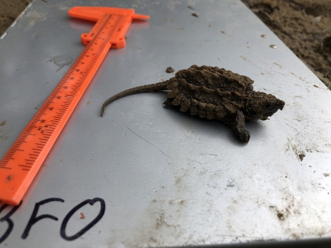 A small alligator snapping turtle