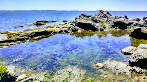 A tide pool at Calf Island